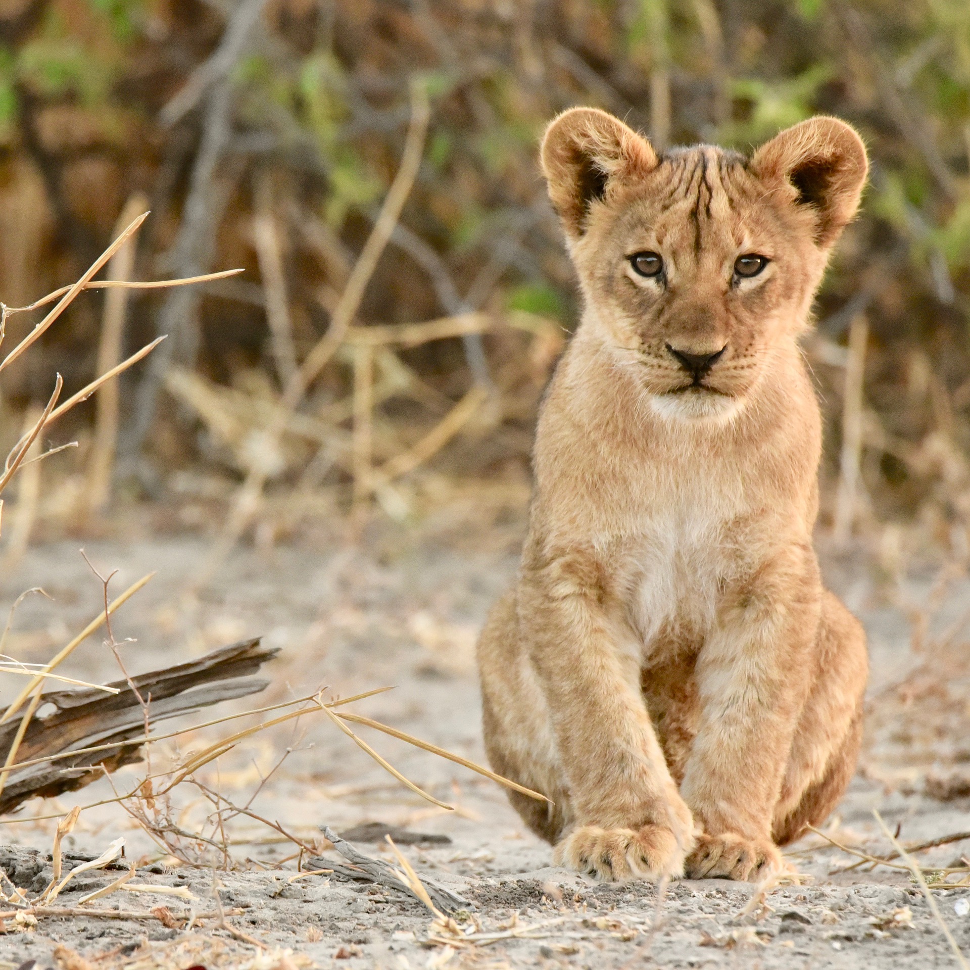 Lion cub. Африка Лев Симба. Африканский Львенок. Львенок в Африке. Детеныш Льва.